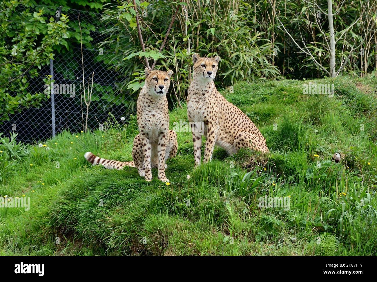 Northeast cheetahs at Dartmoor Zoo, Devon Stock Photo Alamy