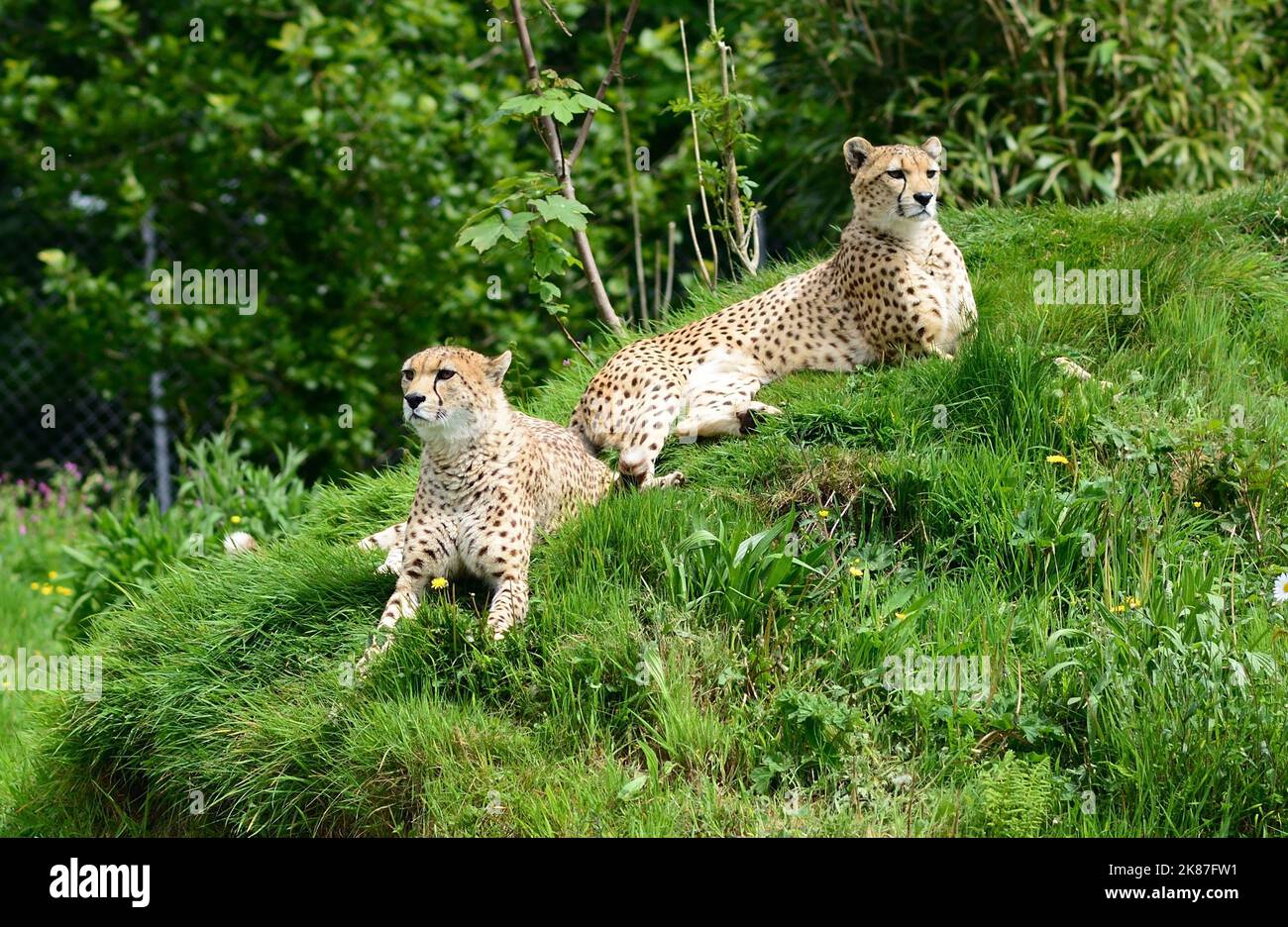 Northeast cheetahs at Dartmoor Zoo, Devon Stock Photo Alamy