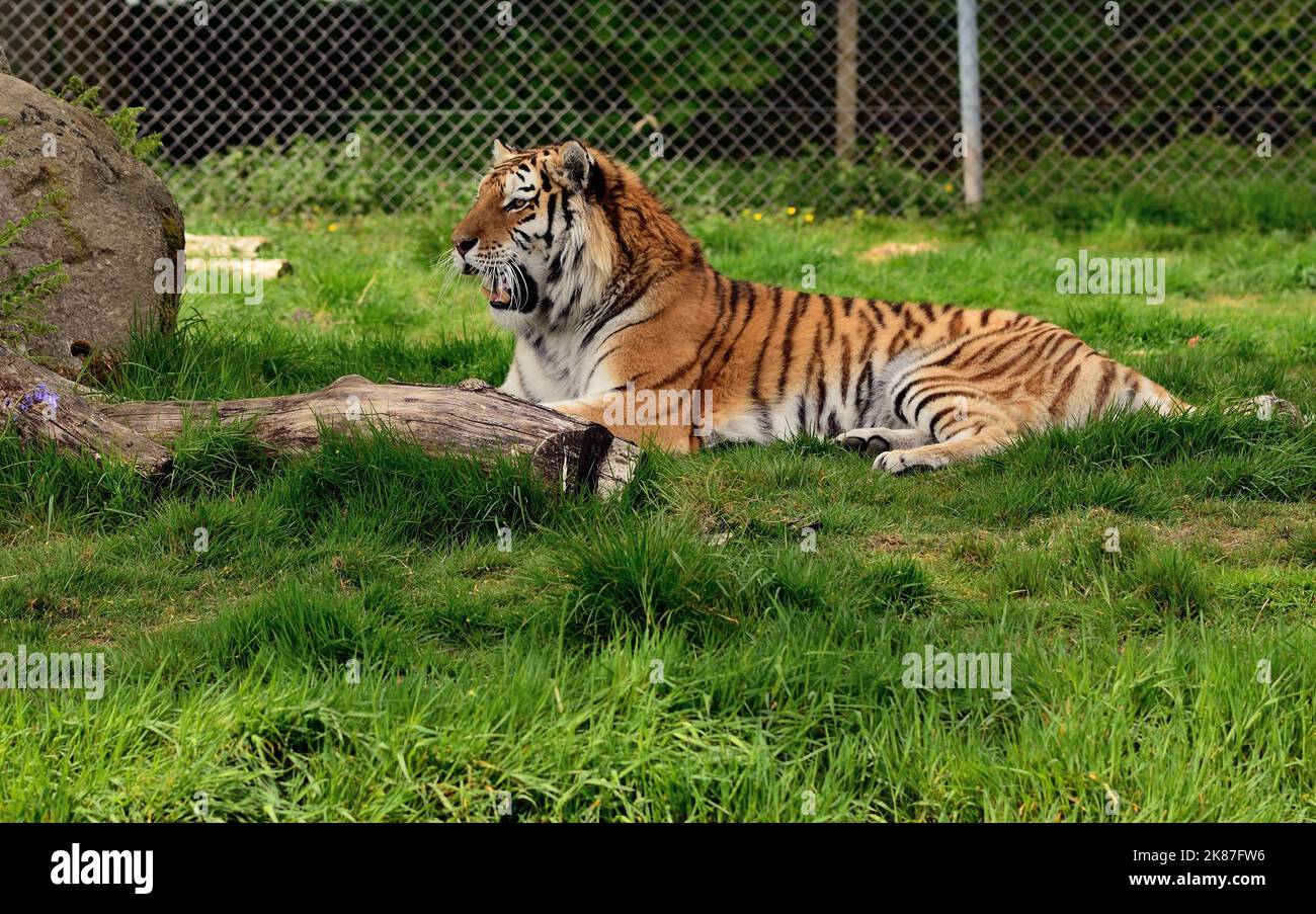 Amur tiger at Dartmoor Zoo, Devon Stock Photo Alamy
