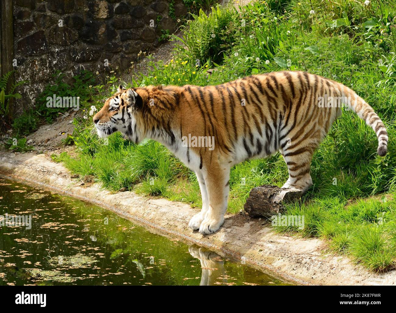 Amur tiger at Dartmoor Zoo, Devon Stock Photo Alamy