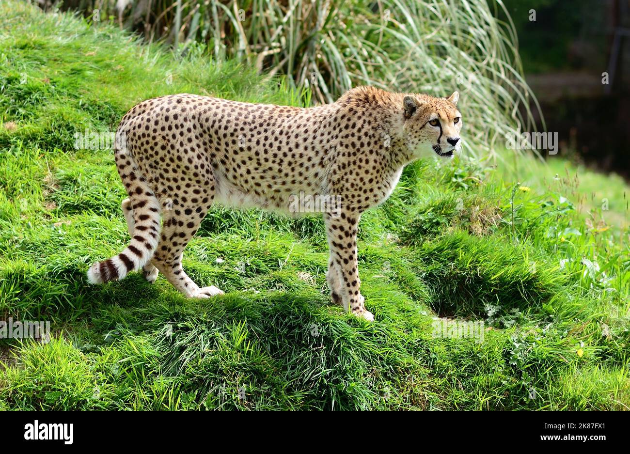 A Northeast cheetah at Dartmoor Zoo, Devon. Stock Photo