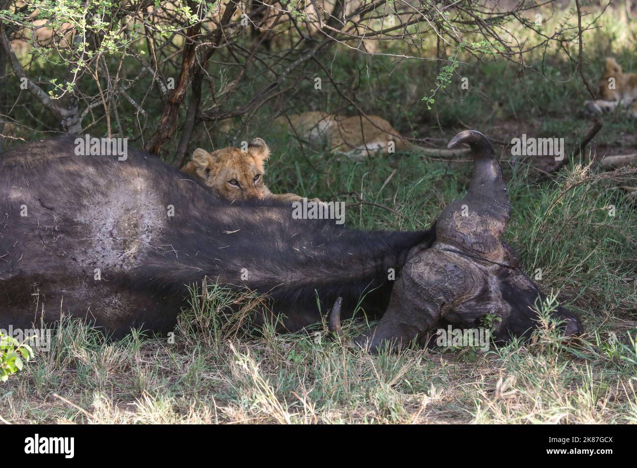 SERENGENTI PARK TANZANIA Stock Photo