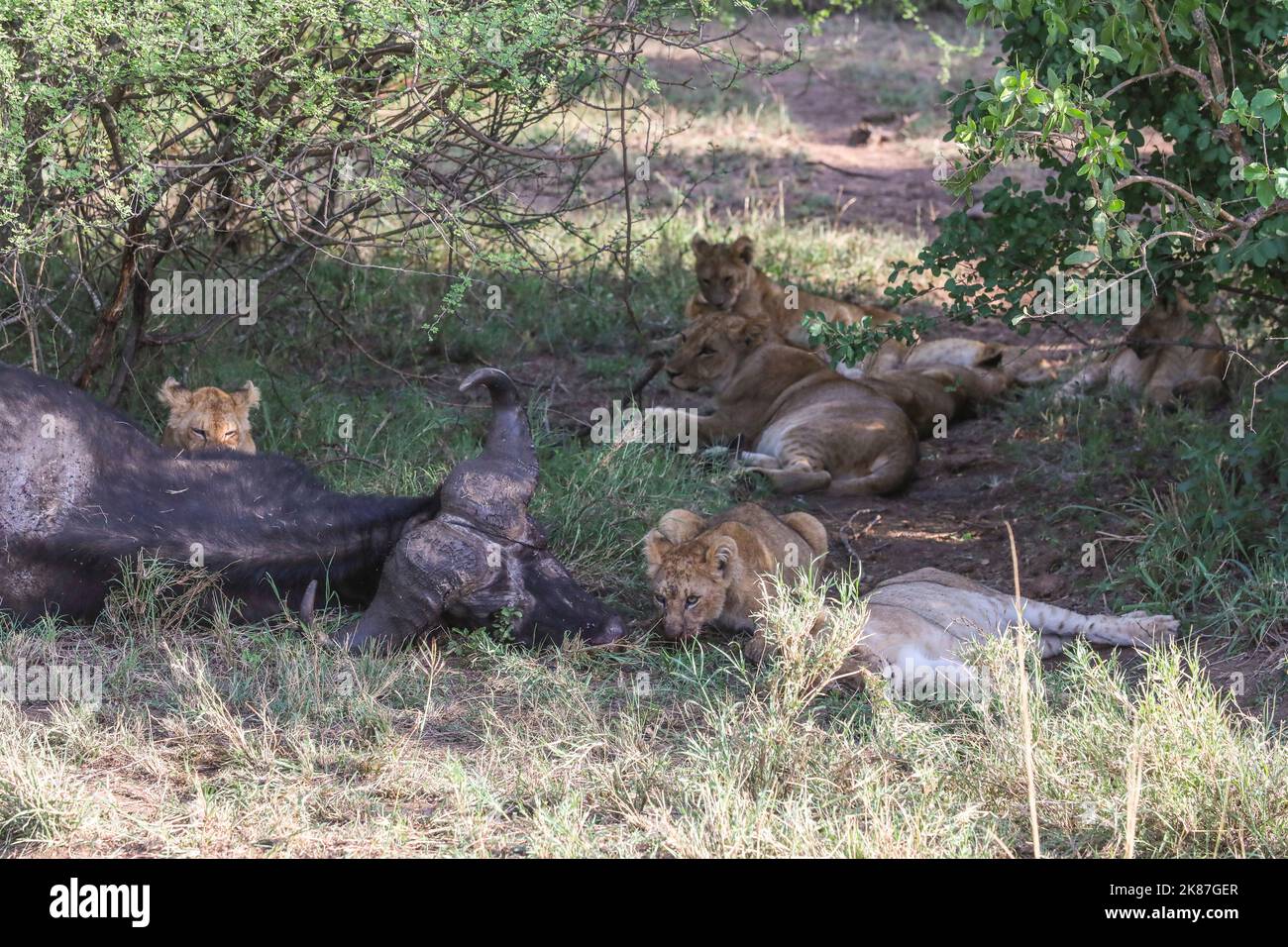 SERENGENTI PARK TANZANIA Stock Photo