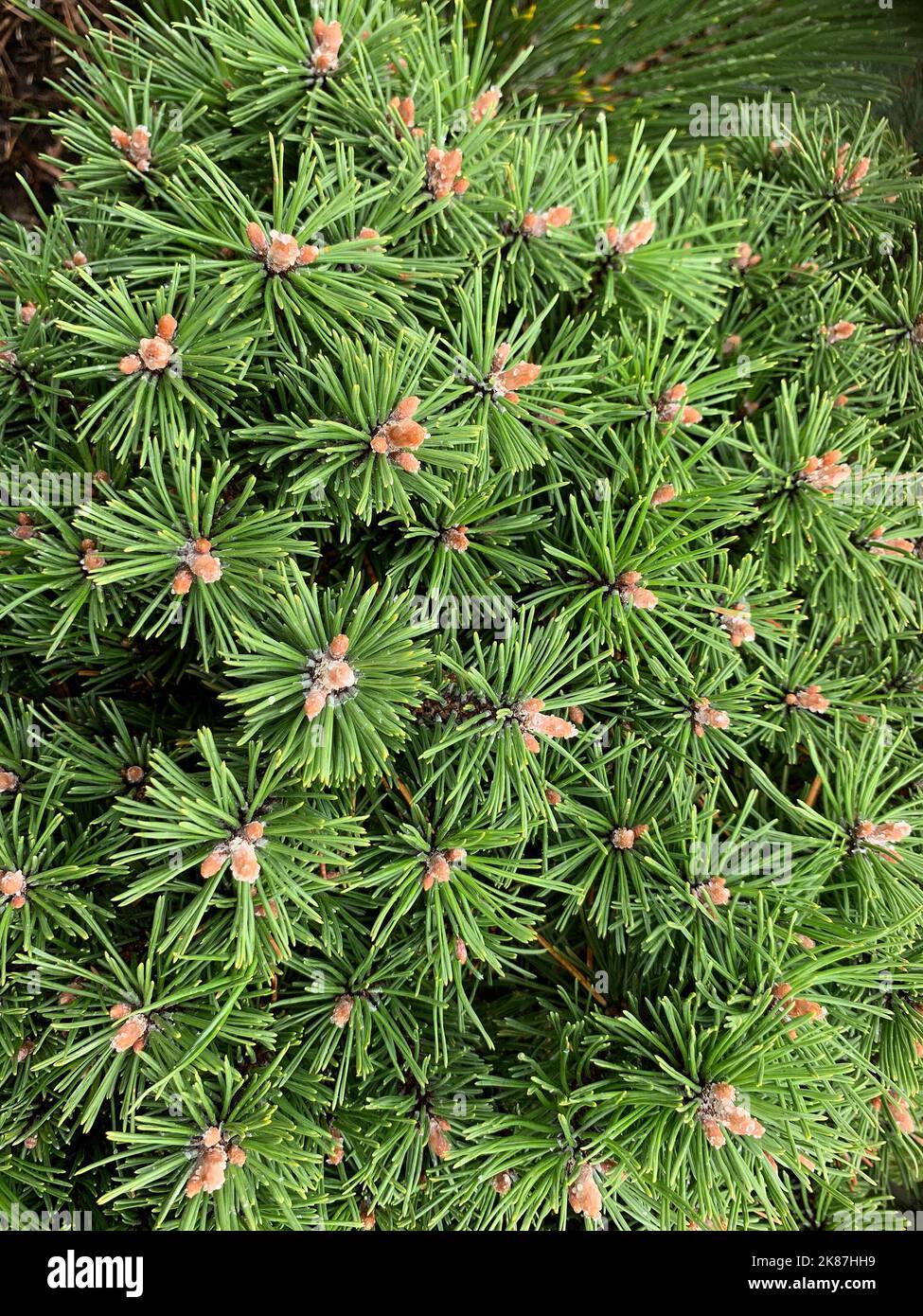 Close up of the dense fine evergreen foliage of the dwarf conifer Pinus mugo Benjamin with resin covered buds. Stock Photo