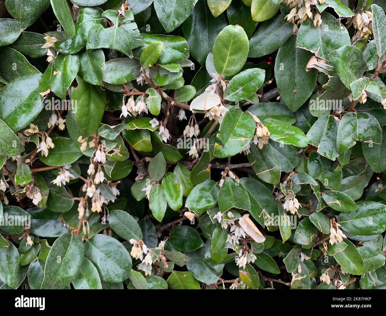 Close up of the evergreen perennial garden shrub Elaeagnus × ebbingei or Ebbinge's silverberry with small scented cream flowers in autumn. Stock Photo