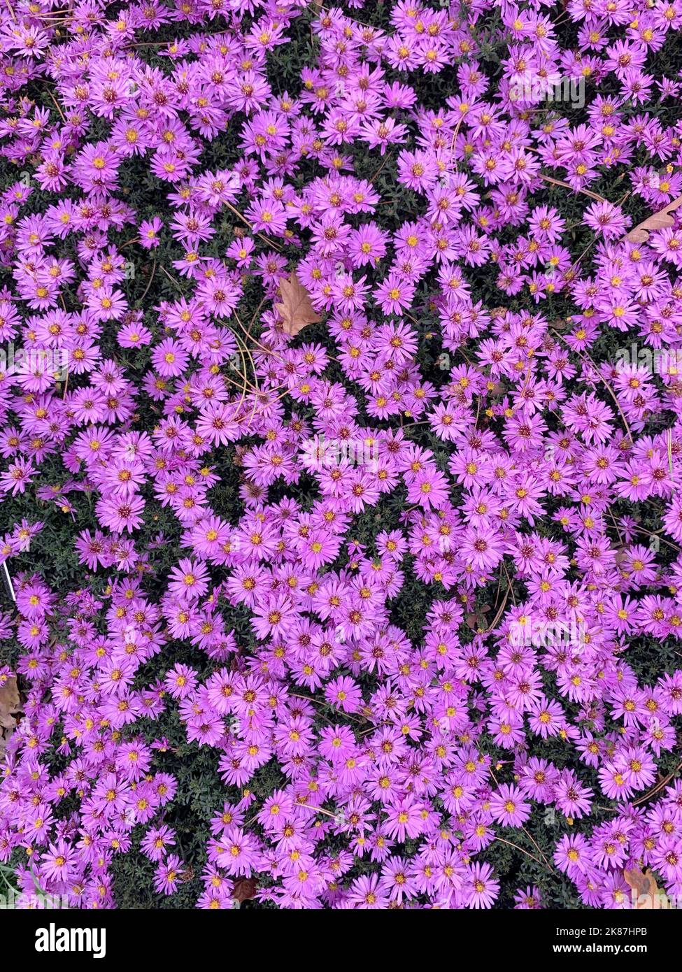 Close up of a garden plant clump of the pink autumn flowering aster Symphyotrichum novi-belgii Rosenwichtel Michaelmas daisy. Stock Photo