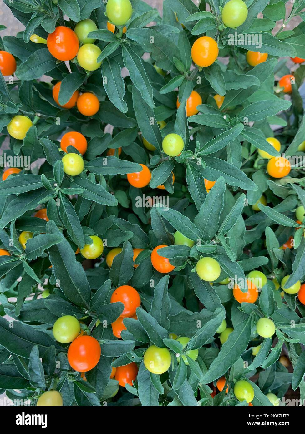 Solanum Venus Hi res Stock Photography And Images Alamy solanum-venus-hi-res-stock-photography-and-images-alamy