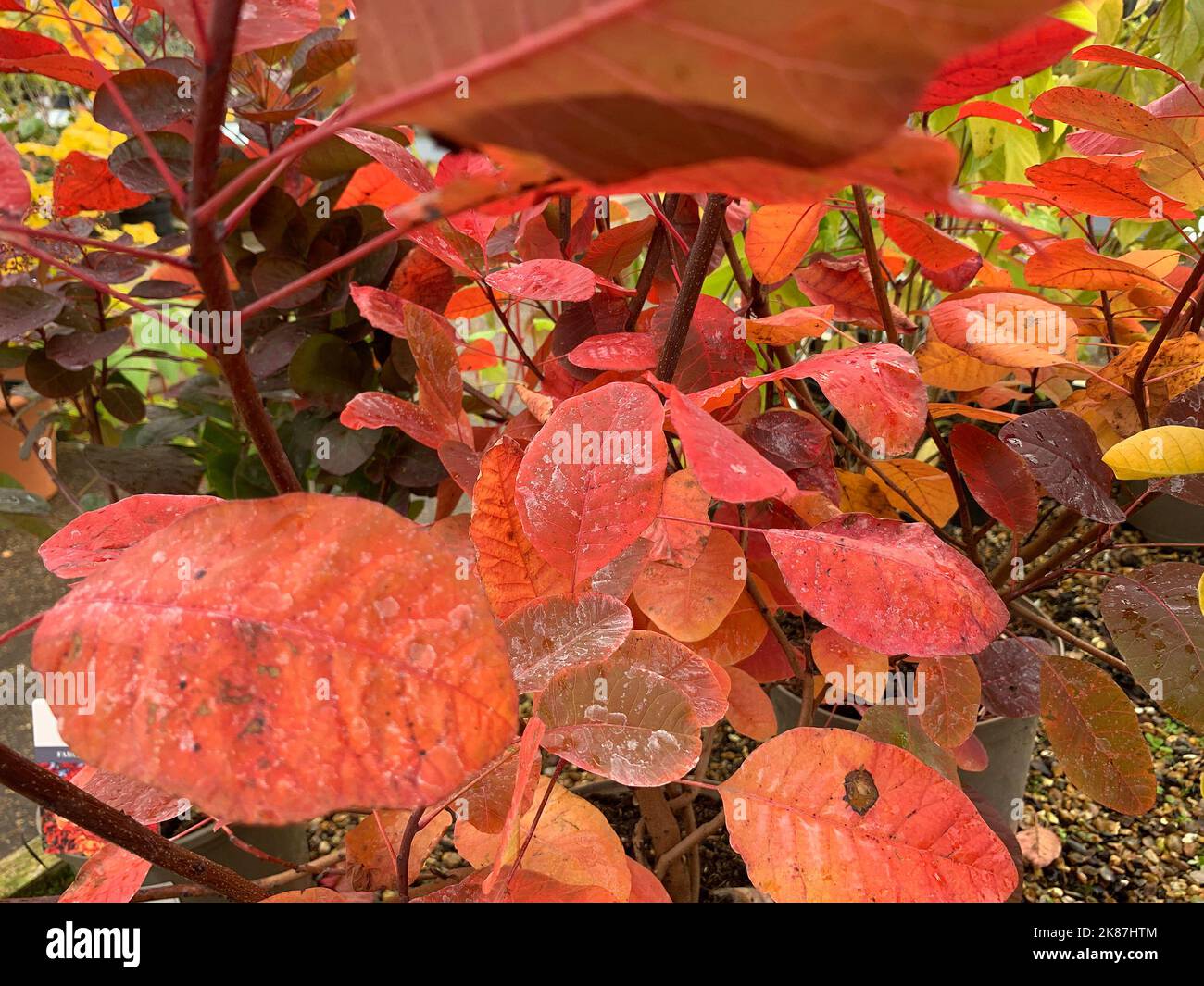Close up of the coloured leaves of the vigorous deciduous garden shrub Cotinus Grace or smoke tree seen in autumn. Stock Photo