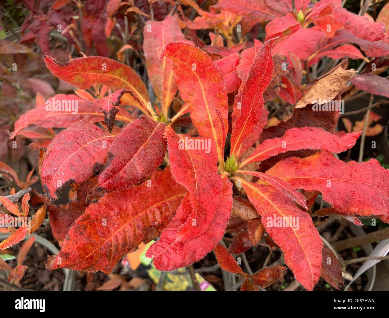 Close up of the orange red autumn leaves of the deciduous garden shrub Azalea pontica luteum. Stock Photo