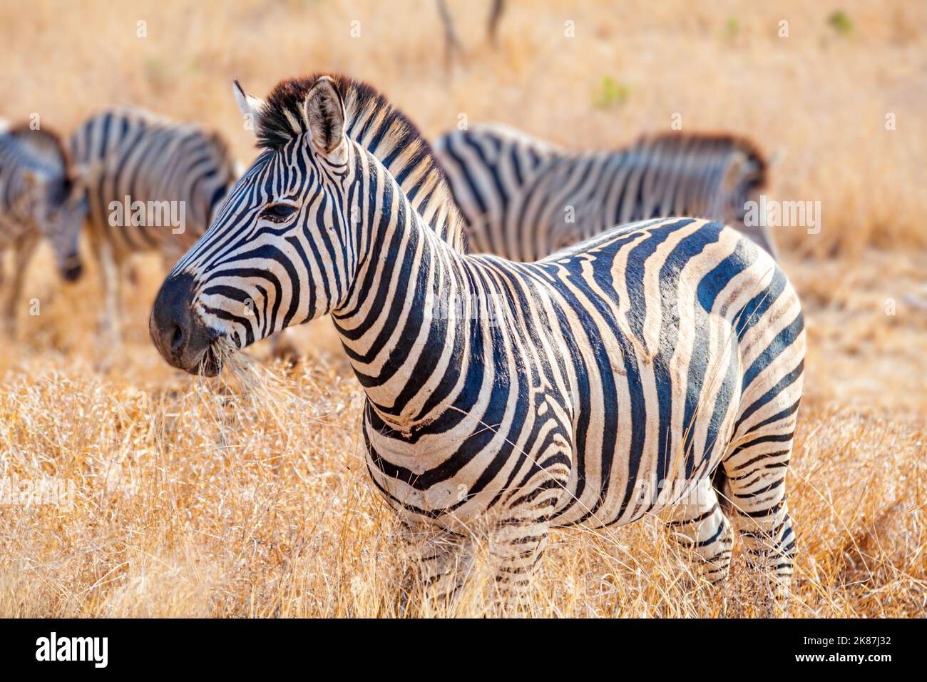 Plains Zebra at Kruger national park, South Africa Stock Photo Alamy
