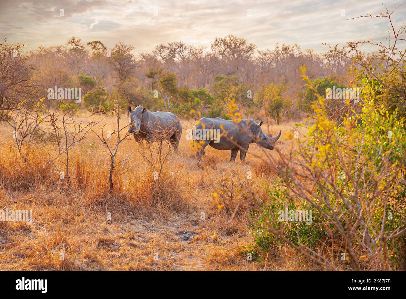 Pair of endangered black rhinos standing close together Stock Photo