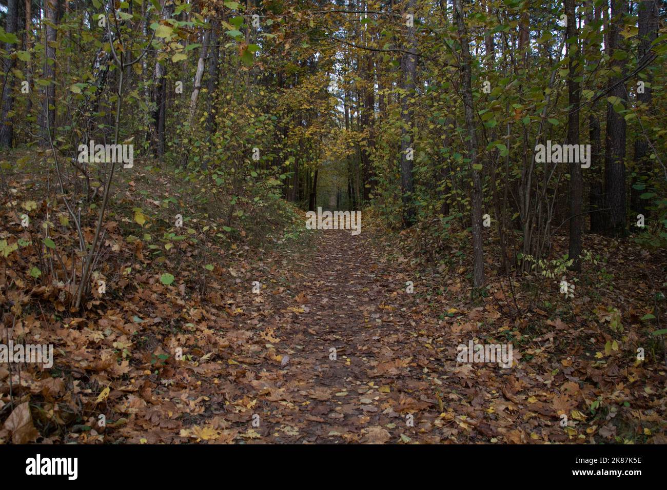 an evening stroll along a colorful forest path with fallen foxes in the ...