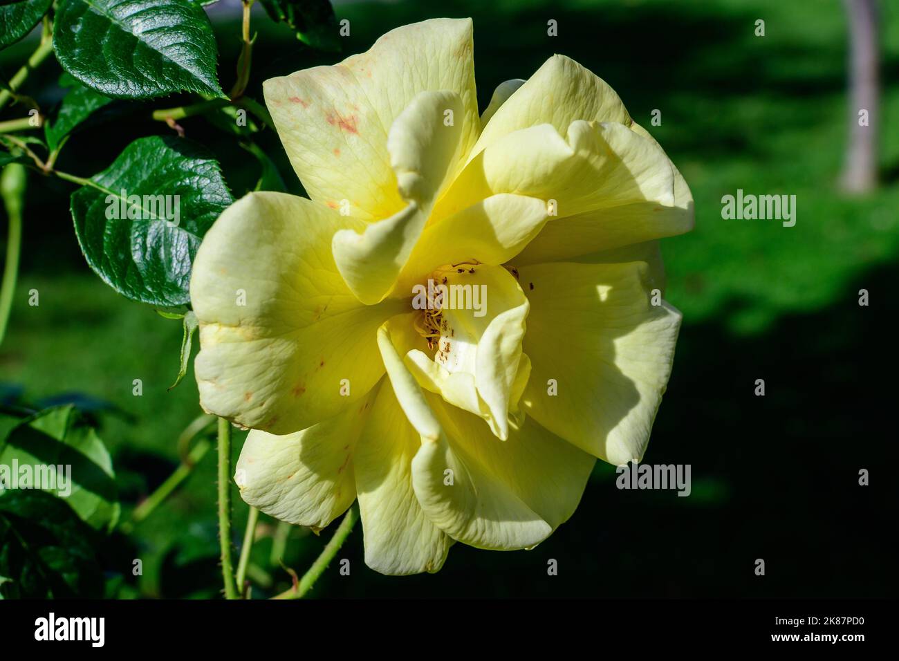 Close up on one delicate fresh vivid yellow rose and green leaves in a garden in a sunny summer day, beautiful outdoor floral background photographed Stock Photo