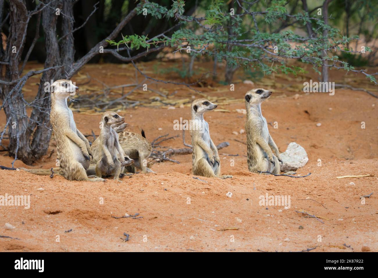 Meerkat Family Suricata Suricatta Stands And Sits Together Looking Up meerkat-family-suricata-suricatta-stands-and-sits-together-looking-up