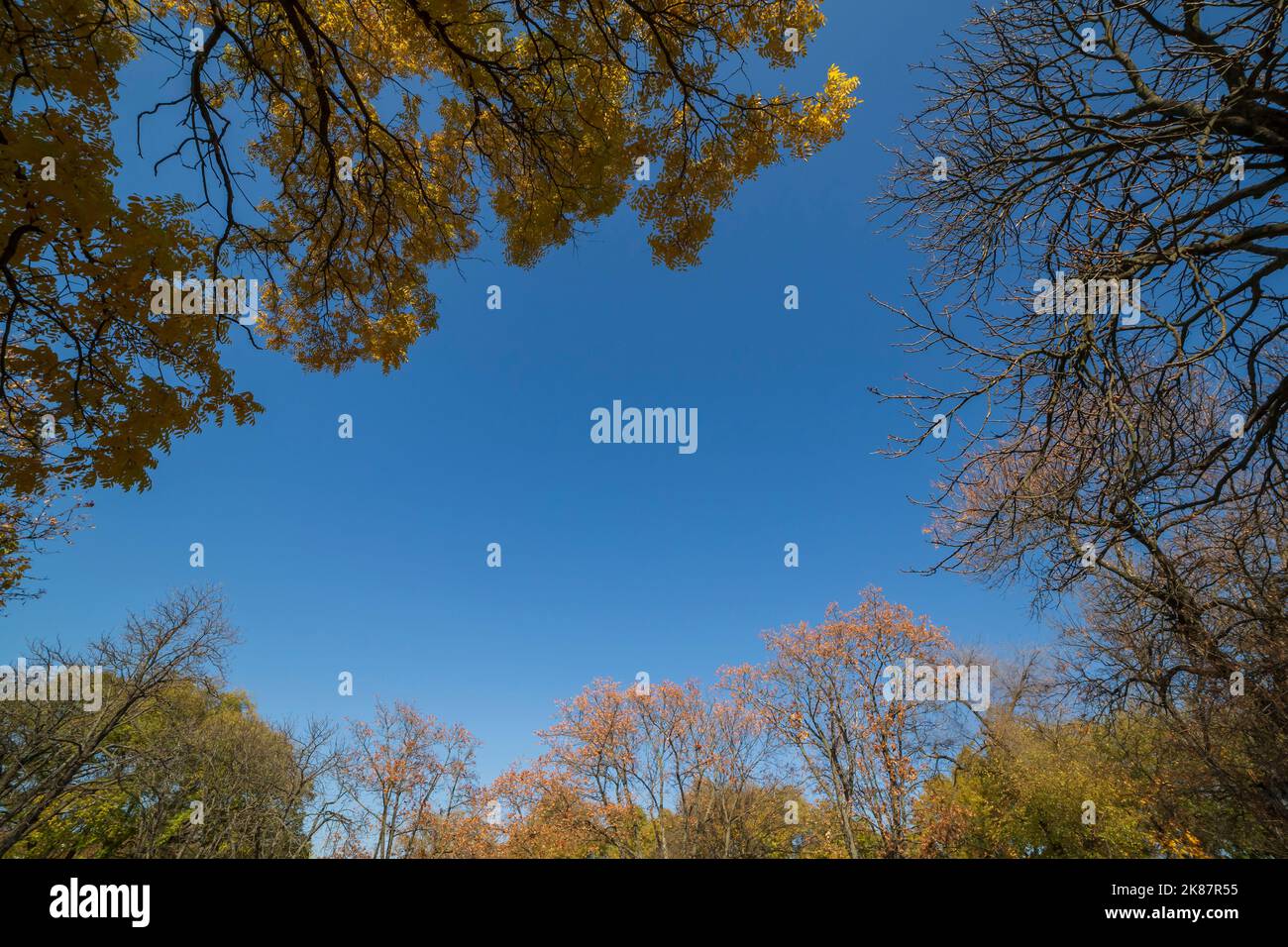 view on blue sky and branches of trees in park at fall Stock Photo