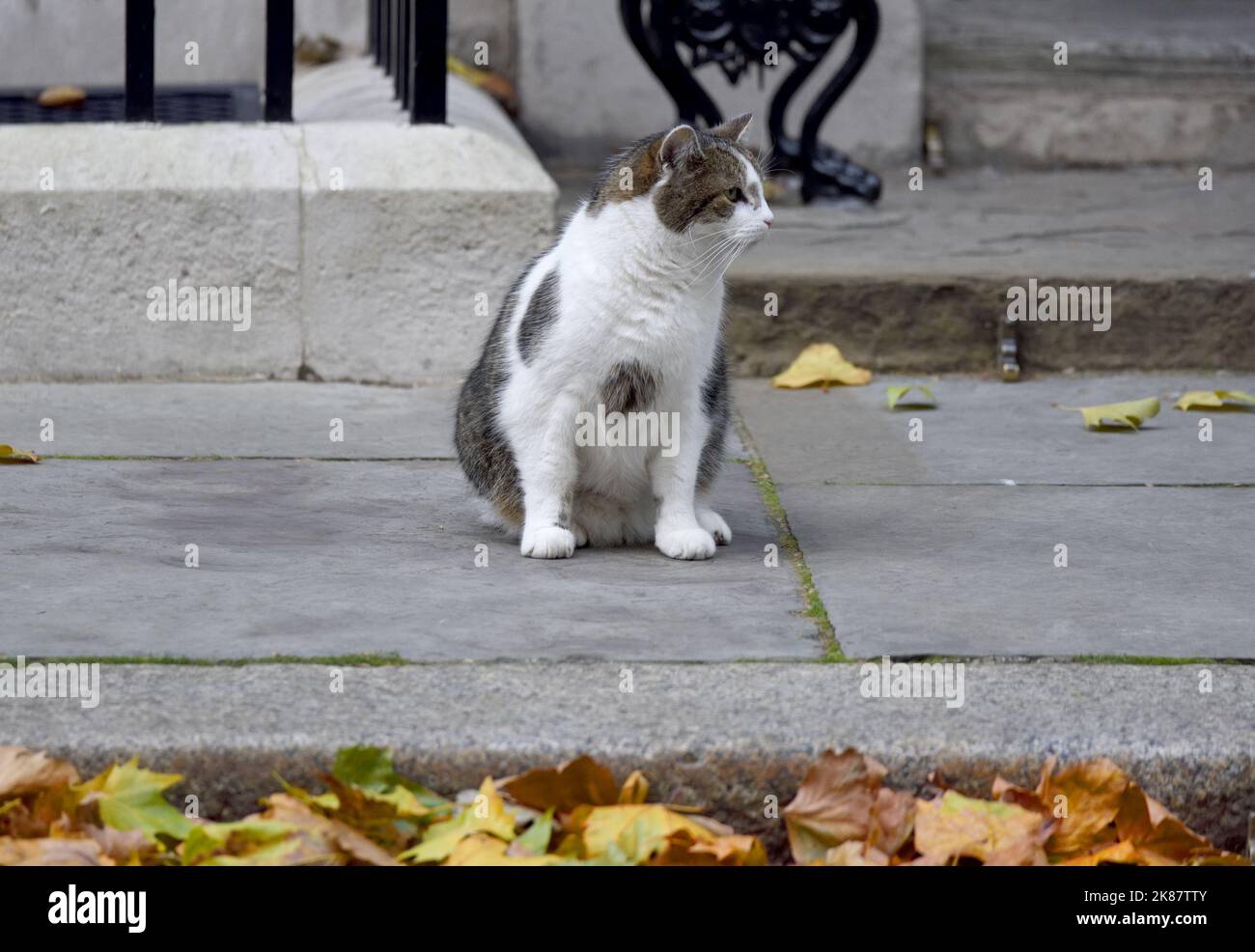 Larry the Cat Chief Mouser to the Office since 2011 in