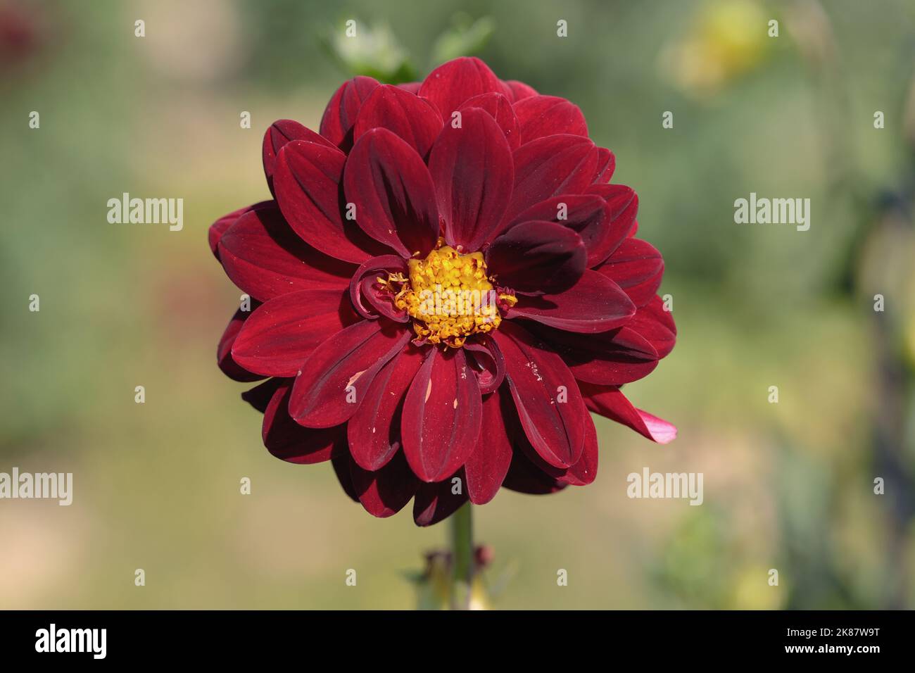 Wine red dahlia blossom. Front view. Stock Photo