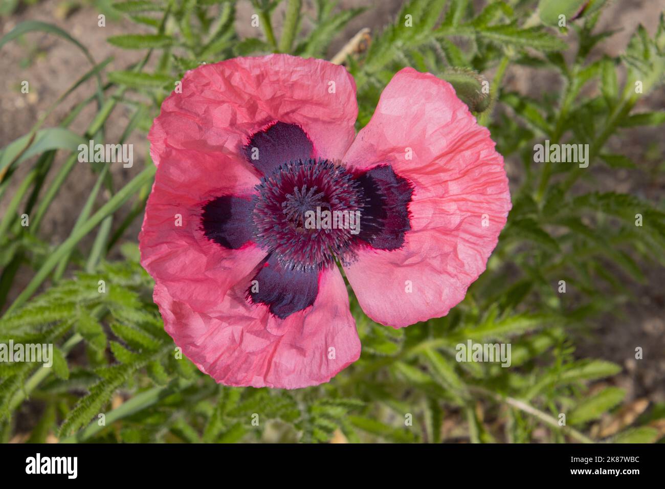 Top view of a red oriental poppy, Papaver orientale Stock Photo