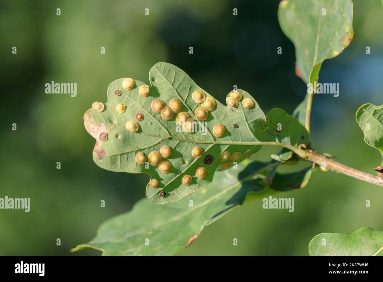 Common spangle gall (Neuroterus quercusbaccarum) on the underside of an oak leaf. Stock Photo