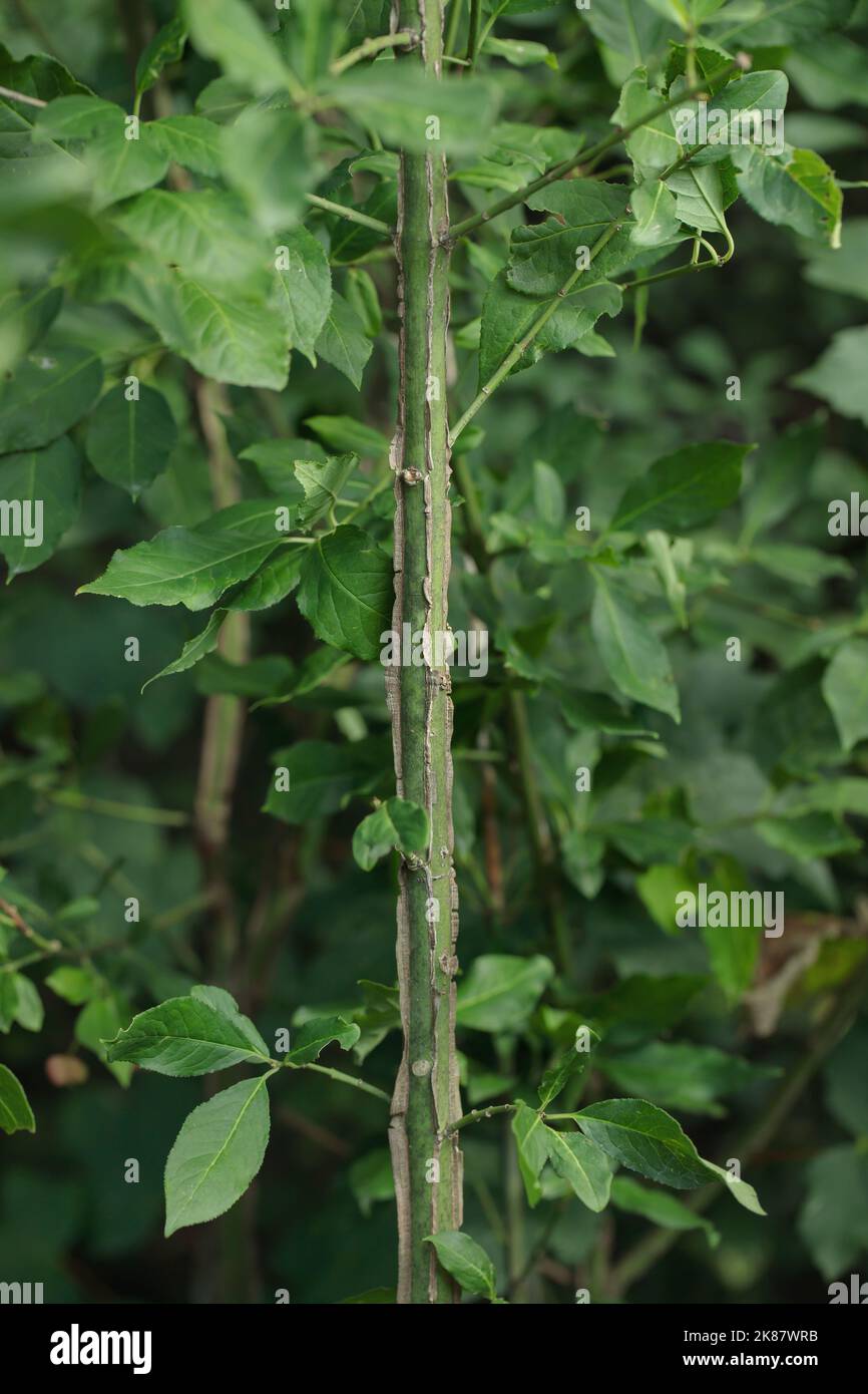 Corky wings on European spindle (Euonymus europaeus). Characteristic plant attribute. Stock Photo