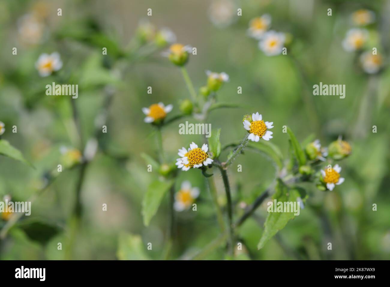 Peruvian daisy (Galinsoga quadriradiata). Stock Photo
