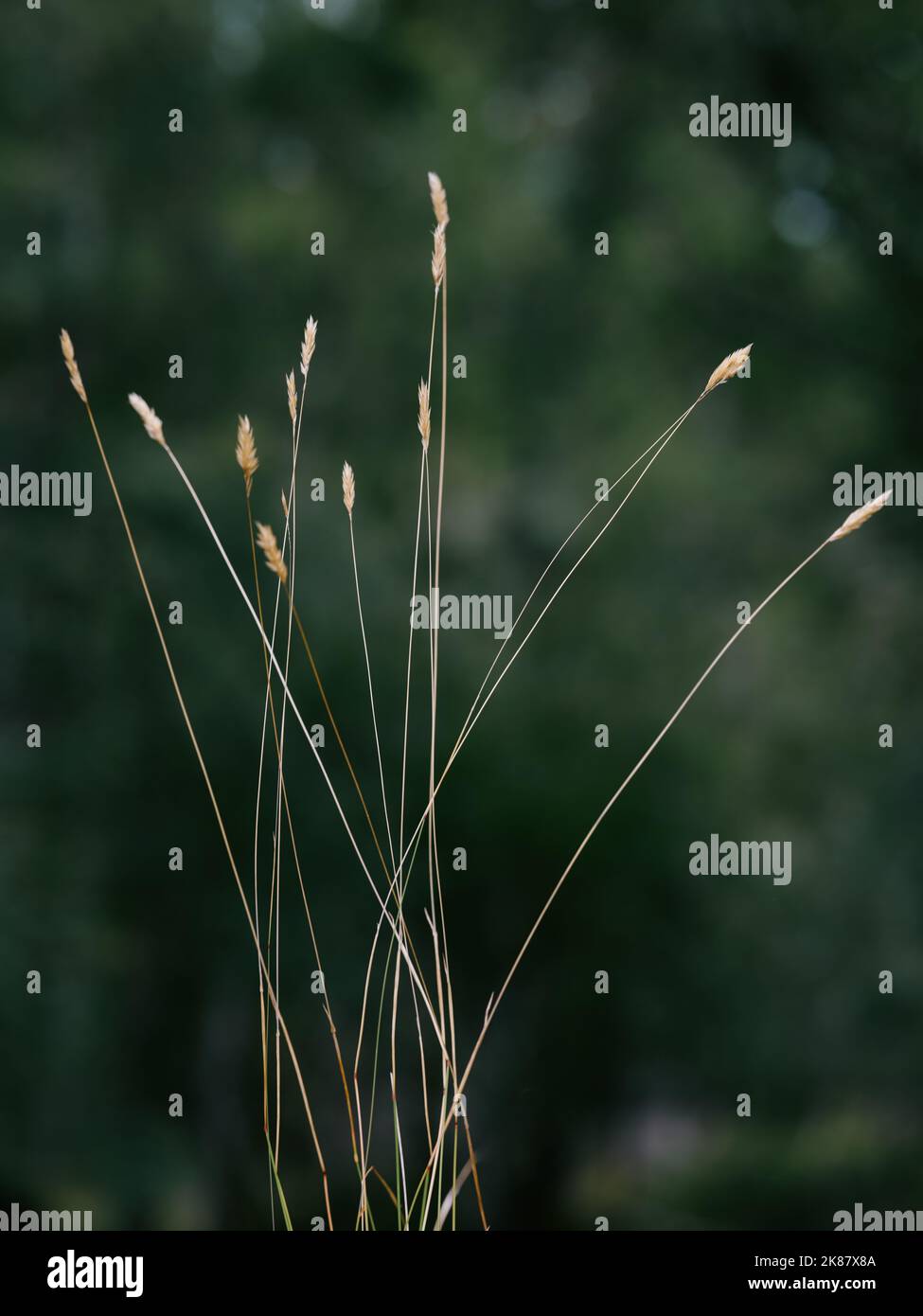 A simple long grass with seed heads nature background. Stock Photo
