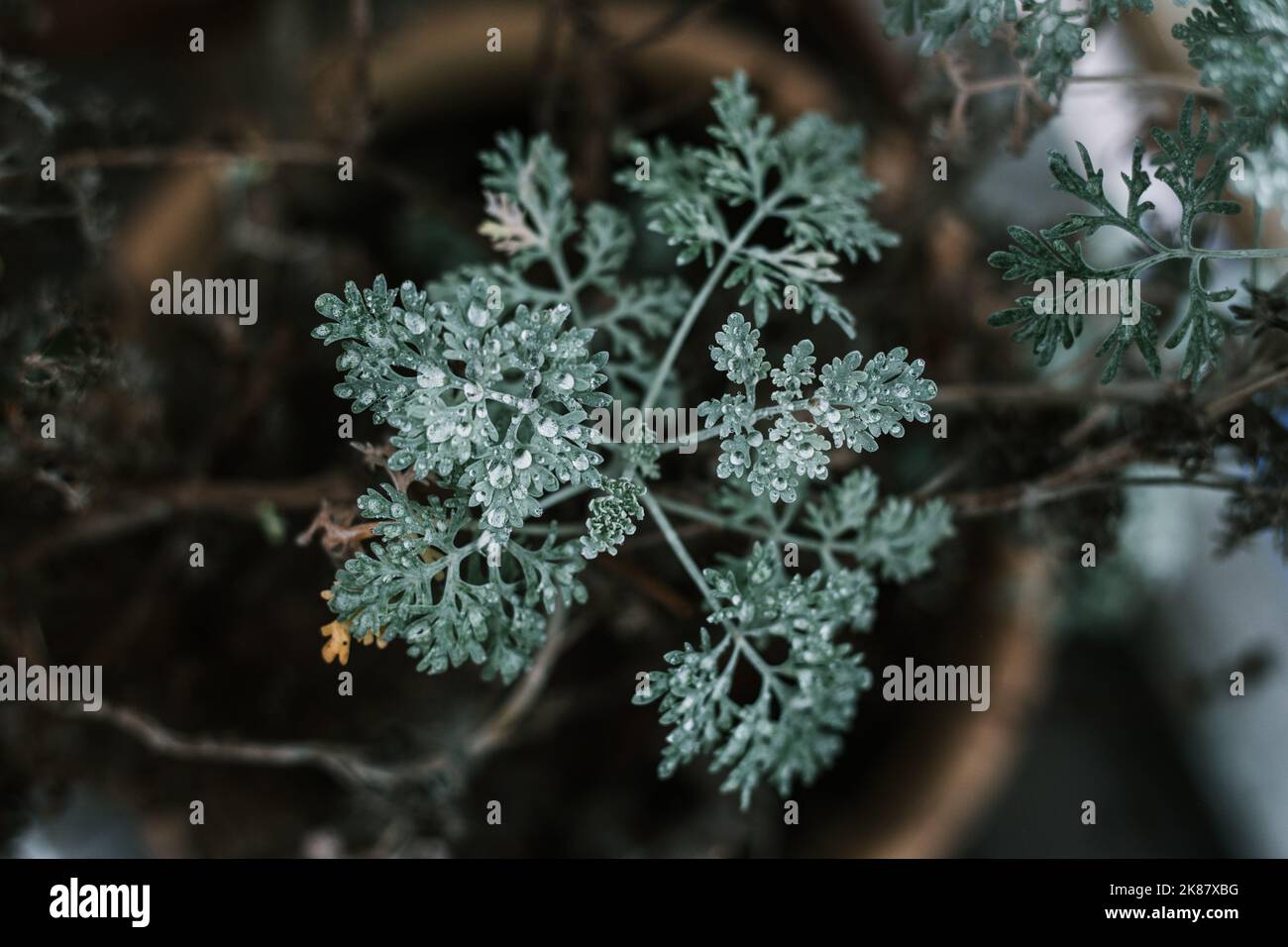 A closeup of Artemisia herba-alba leaves with dark blurred background Stock Photo