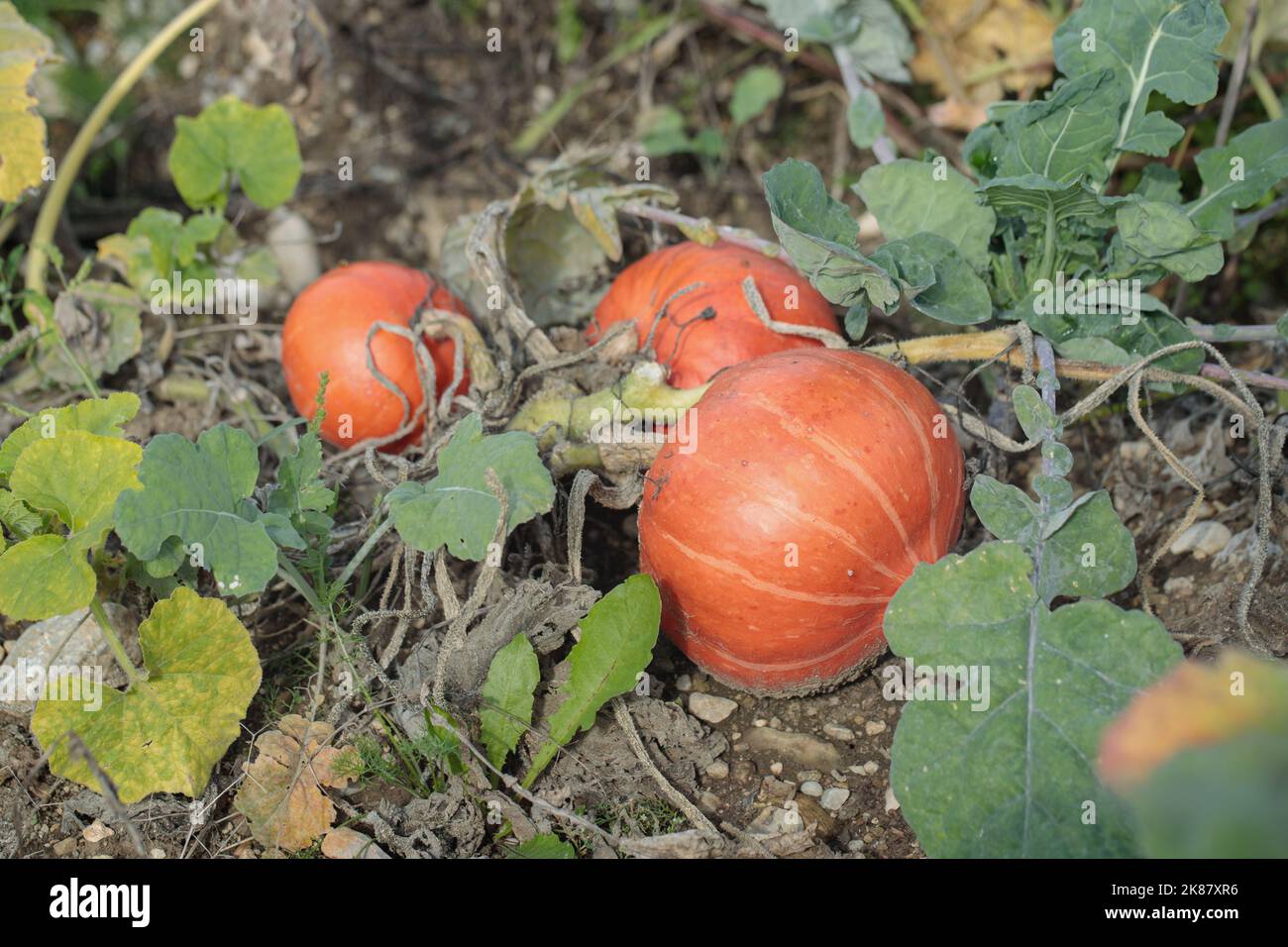 Red kuri squash hi-res stock photography and images - Alamy