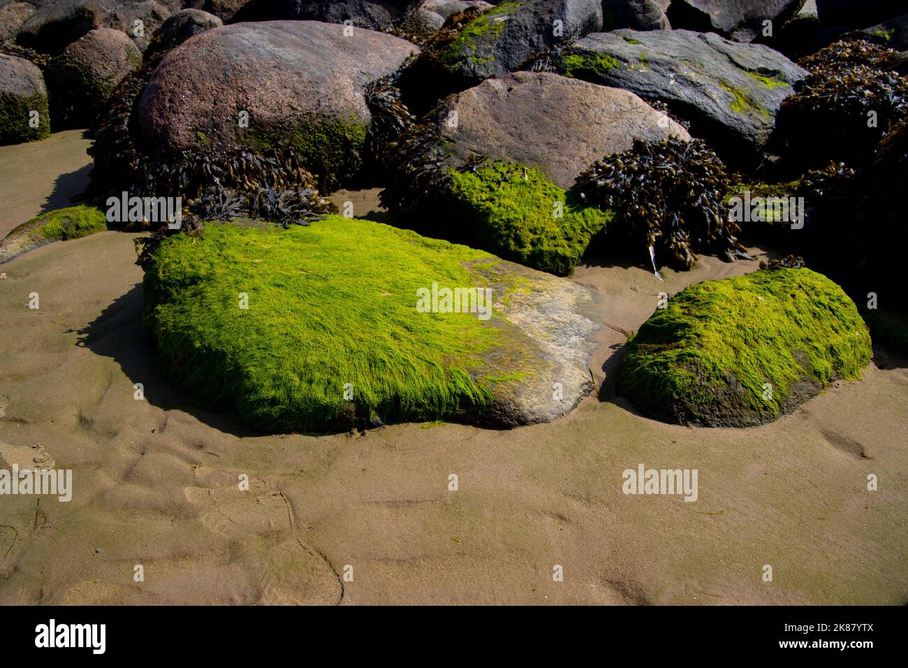 Rock covered with green algae on the beach Stock Photo - Alamy