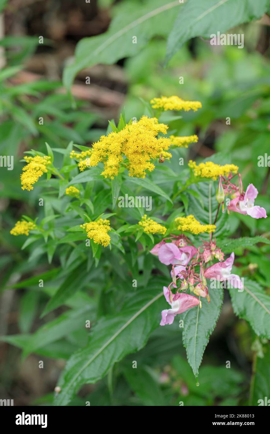 Golden rod (Genus Solidago) and ornamental jewel weed (Impatien glandulifera). Stock Photo