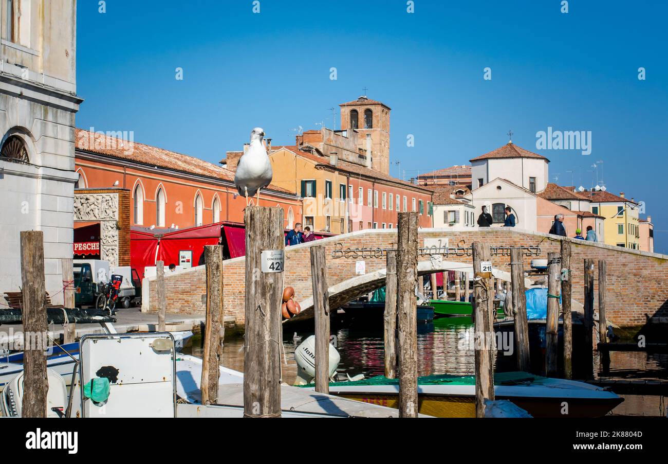 Chioggia cityscape with narrow water canal Vena with moored multi colored boats - Venetian lagoon, Veneto region, northern Italy Stock Photo