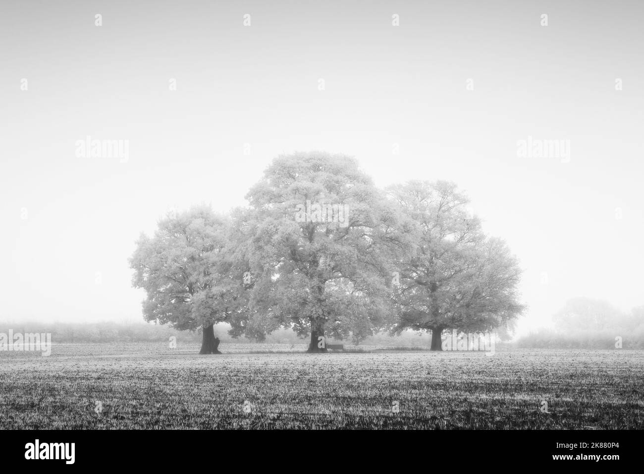 An infrared image of oak trees in a field on a foggy autumnal morning, North Somerset, England. Stock Photo