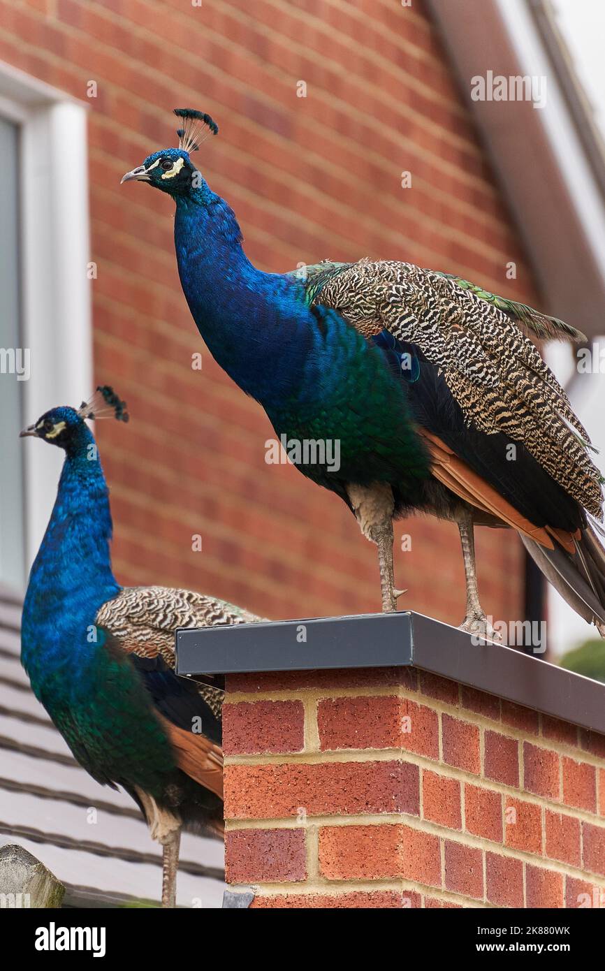A vertical of two peafowls next to the house. Stock Photo
