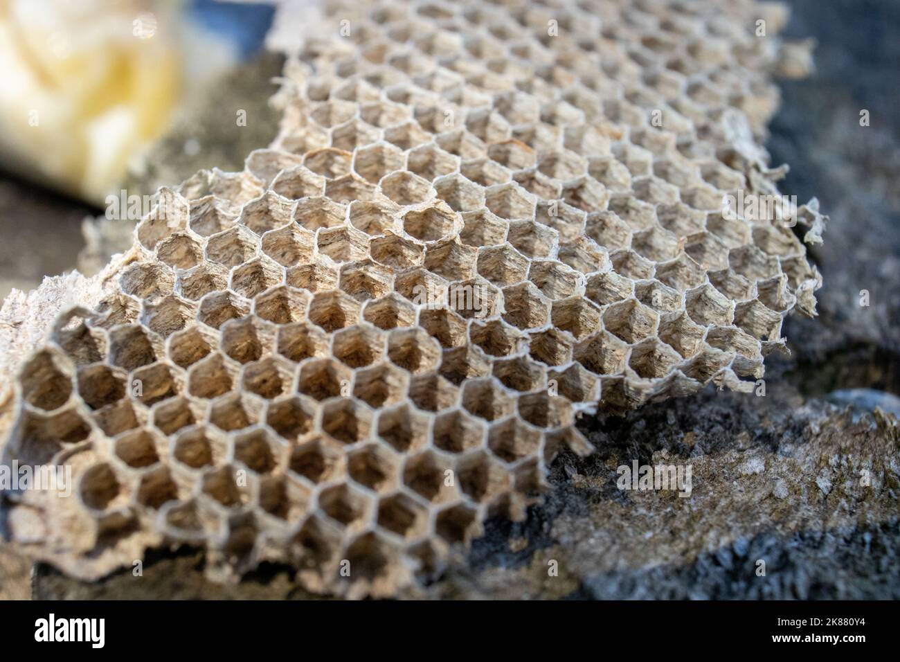 Wasps make their nests from chewed wood pulp and saliva, giving them paper-thin-walled characteristics Stock Photo