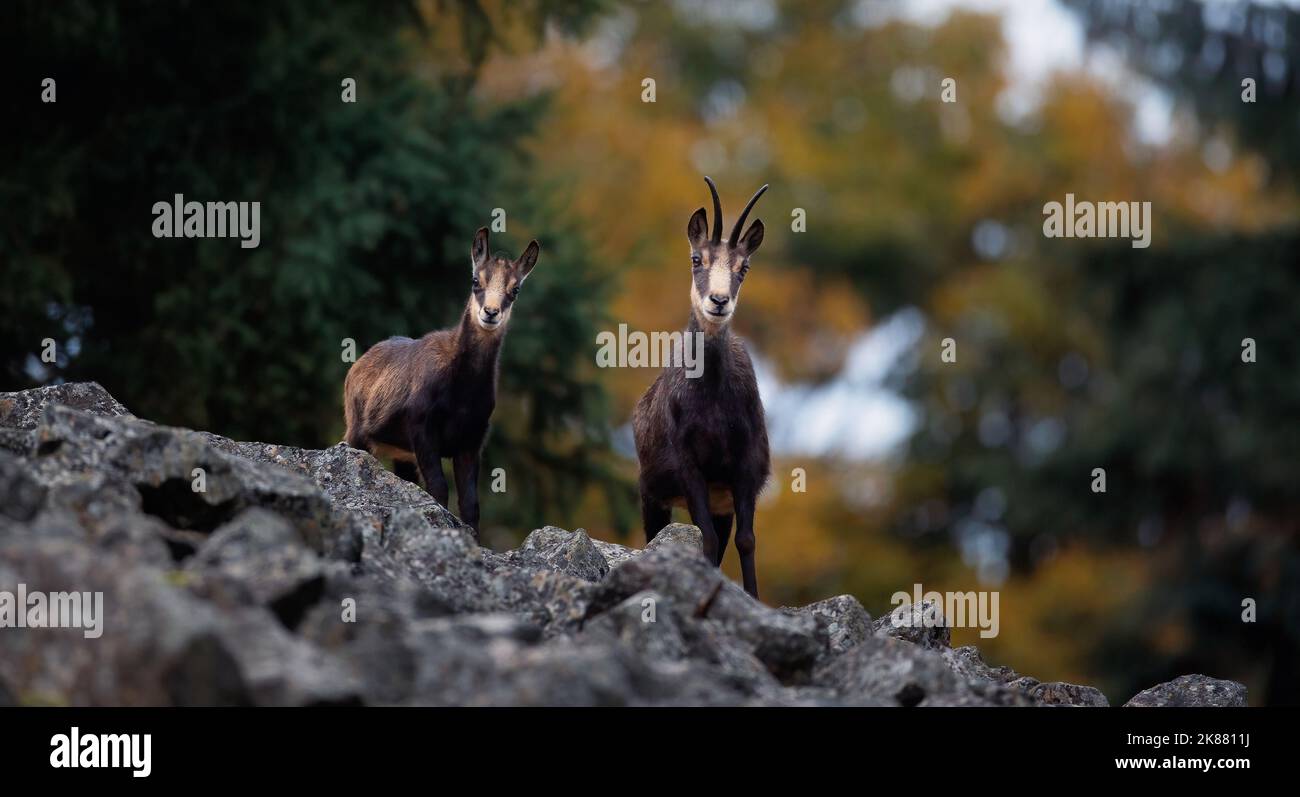Mountain chamois on a rubble autumn field of the Luzickych Mountains., the best photo. Stock Photo