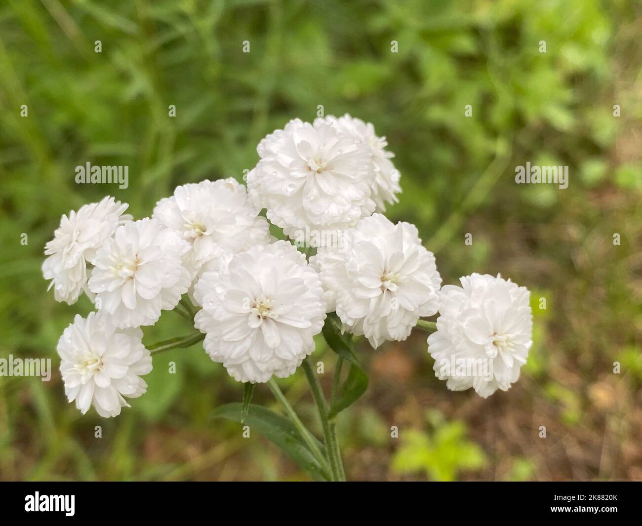 A closeup of Pearl Yarrow flowers in a garden Stock Photo