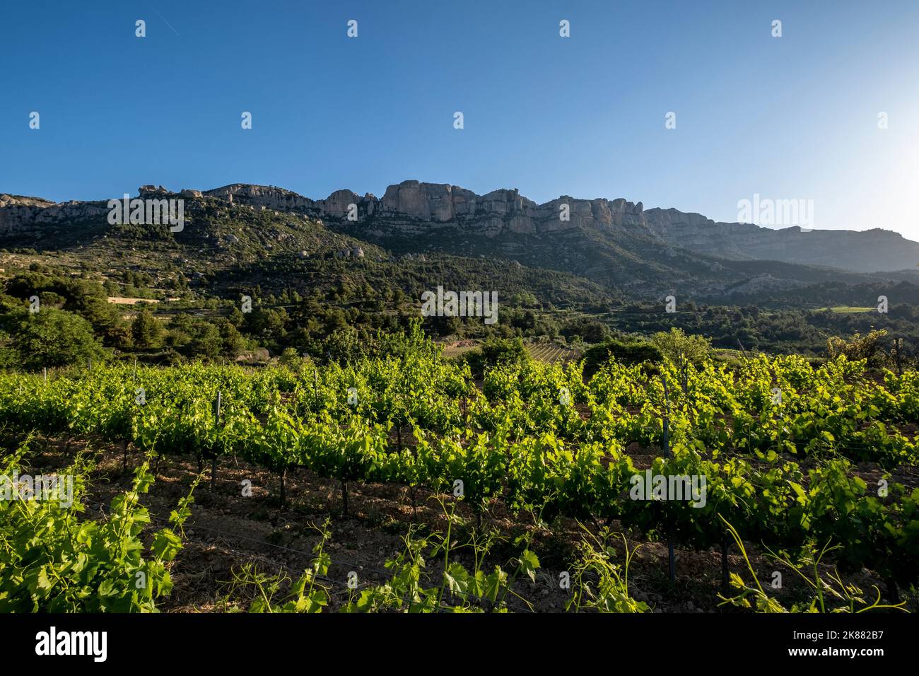 Vineyards during sunrise in Morera de Montsant in the Montsant