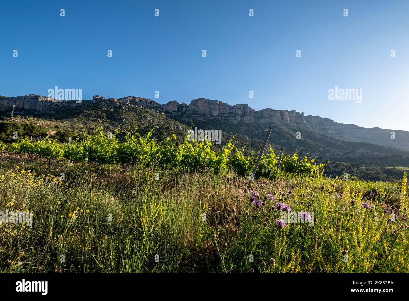 Vineyards during sunrise in Morera de Montsant in the Montsant appellation of origin wine region in the province of Tarragona in Spain Stock Photo