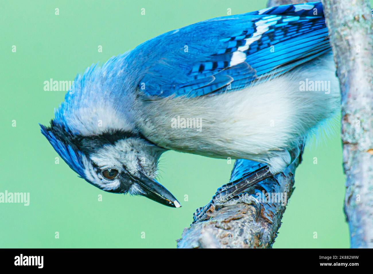 A closeup of a blue jay bird (Cyanocitta cristata) sitting on a branch looking down isolated on a green background Stock Photo