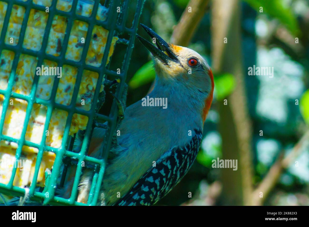 A selective focus of golden-fronted woodpecker bird (Melanerpes aurifrons) sitting on object with open beak Stock Photo