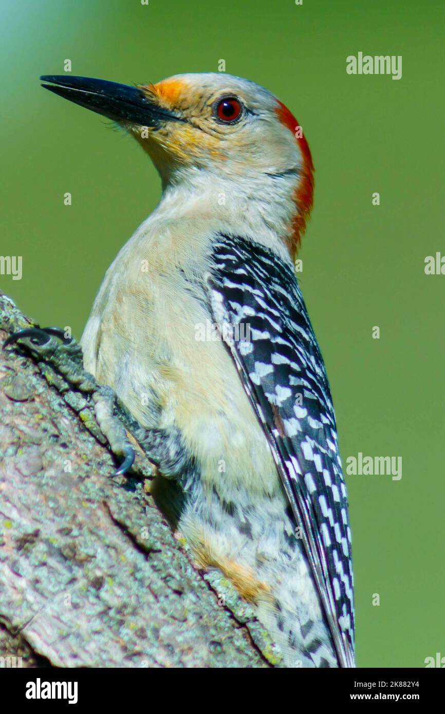 A vertical shot of golden-fronted woodpecker bird (Melanerpes aurifrons) sitting on a tree branch isolated on green background Stock Photo