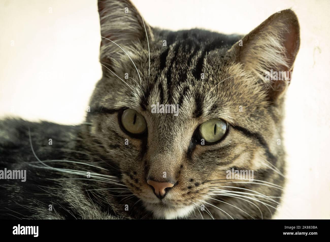 A portrait of an adorable tabby cat Stock Photo - Alamy