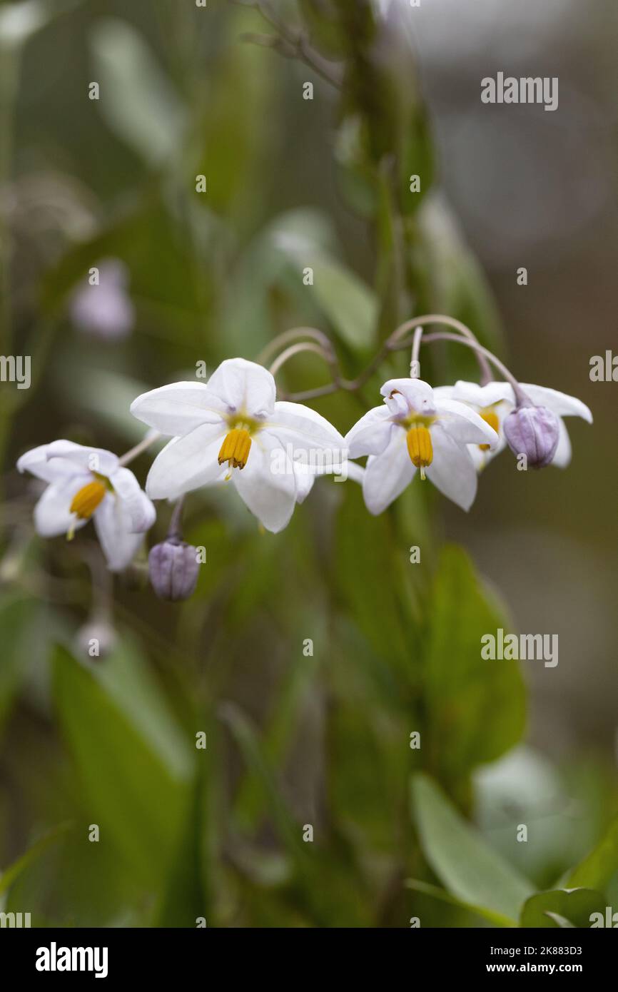 Flowering potato vine Stock Photo Alamy