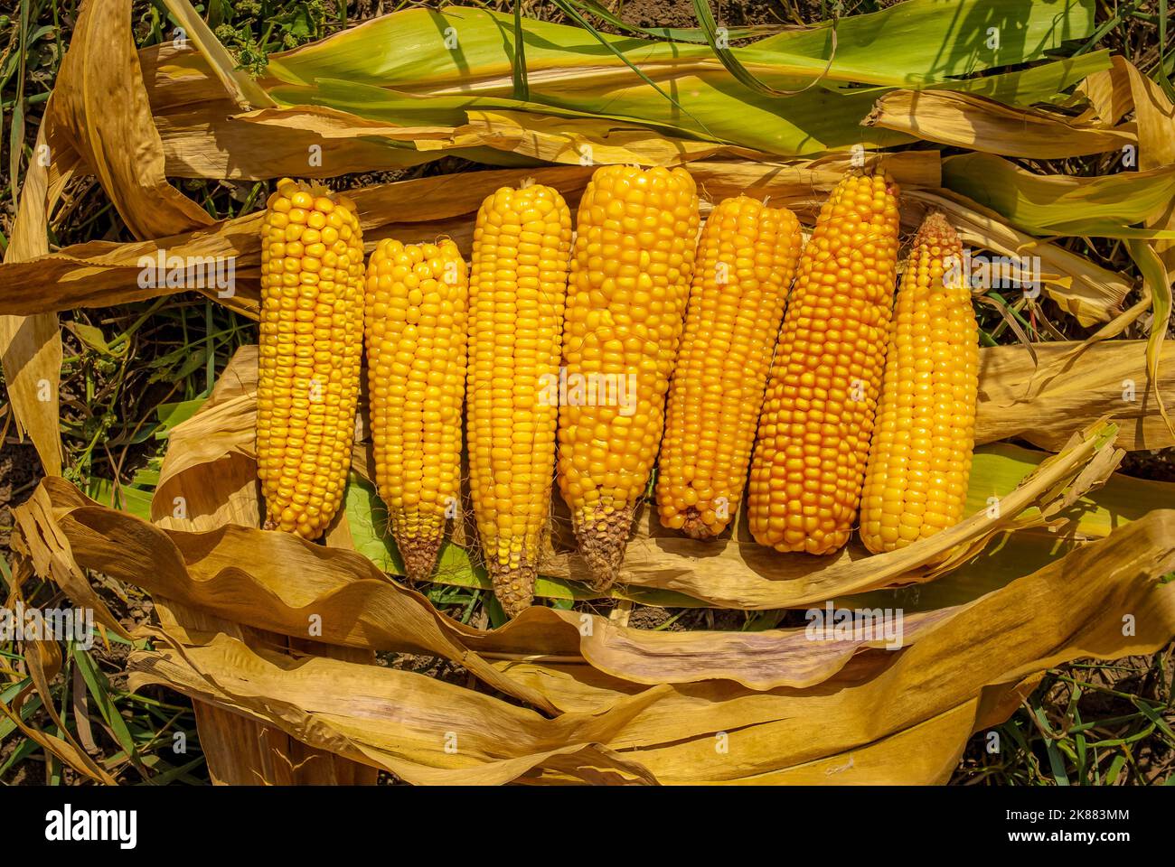 Corn Tops Ripe Ripe corn ears leaves hi-res stock photography and images - Alamy