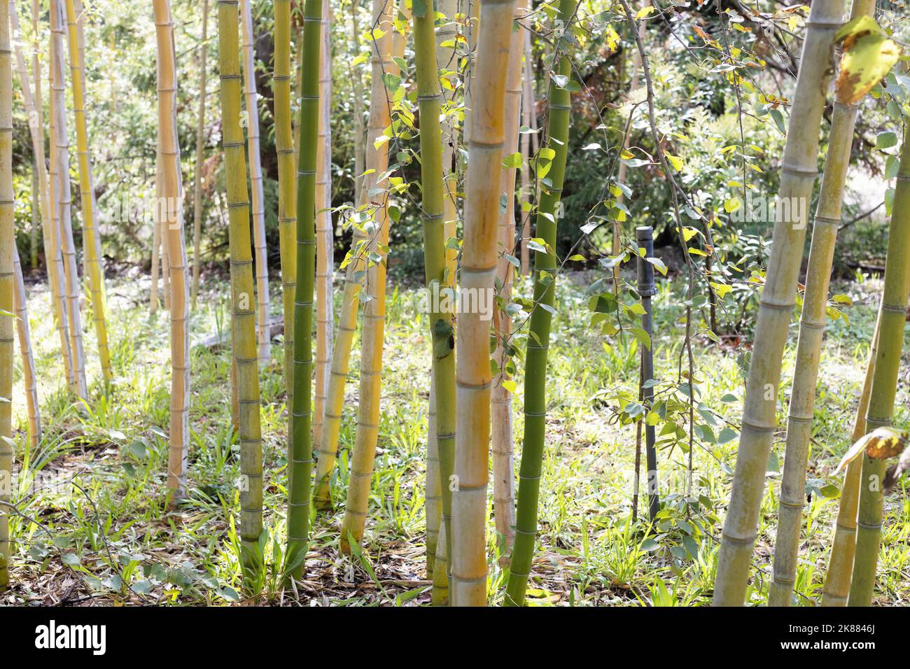 Phyllostachys vivax Chinese timber bamboo Stock Photo Alamy