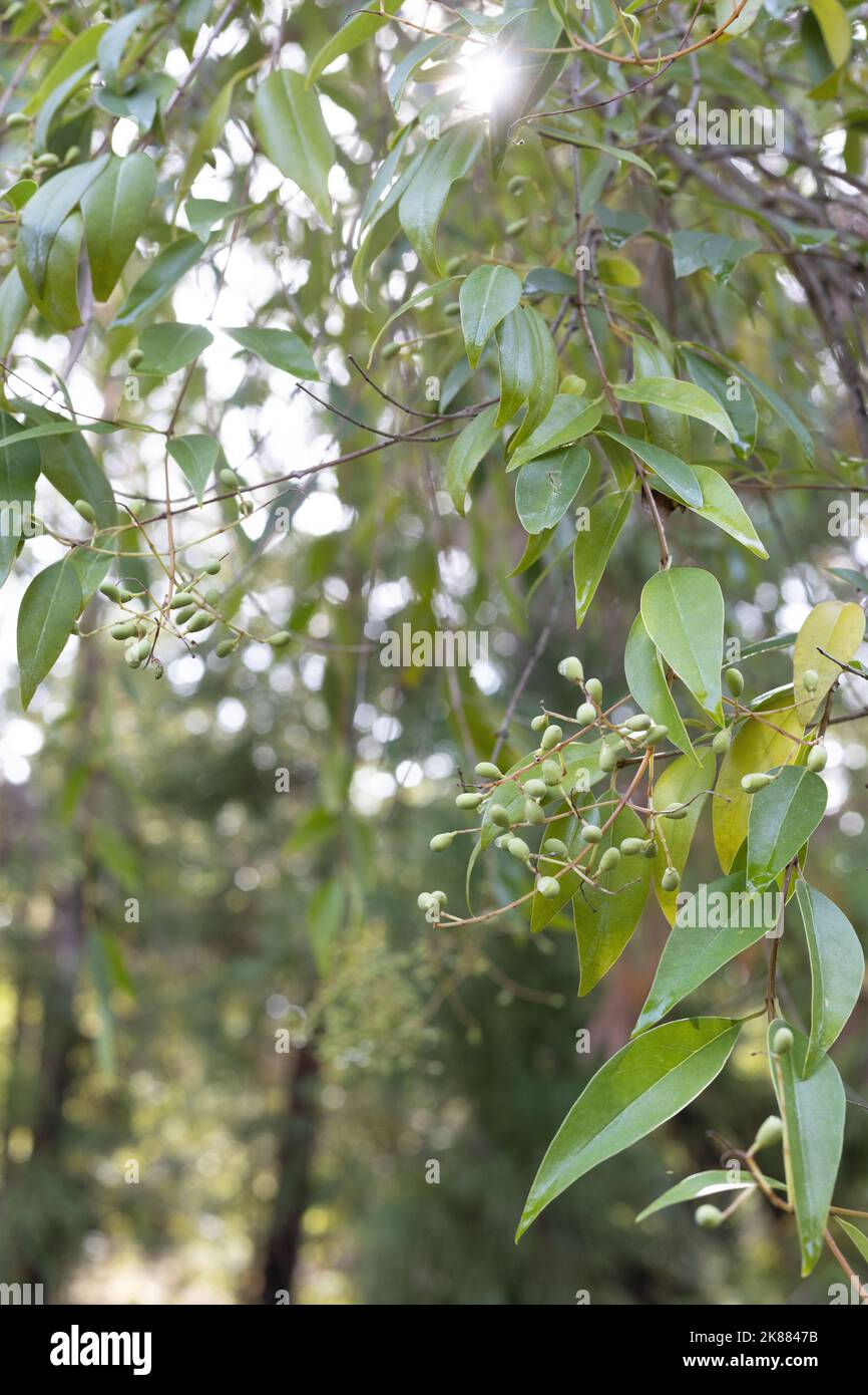 Ligustrum quihoui - waxyleaf privet Stock Photo - Alamy