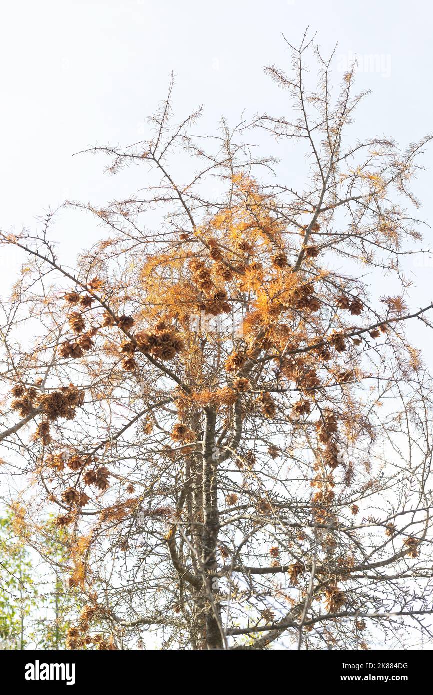 Pseudolarix amabilis - golden larch tree, in autumn. Stock Photo