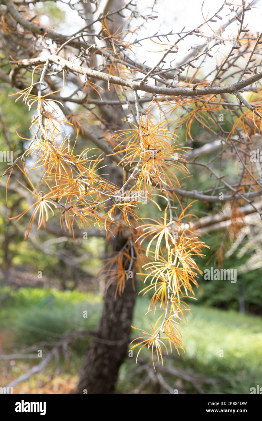 Pseudolarix amabilis - golden larch tree, in autumn. Stock Photo