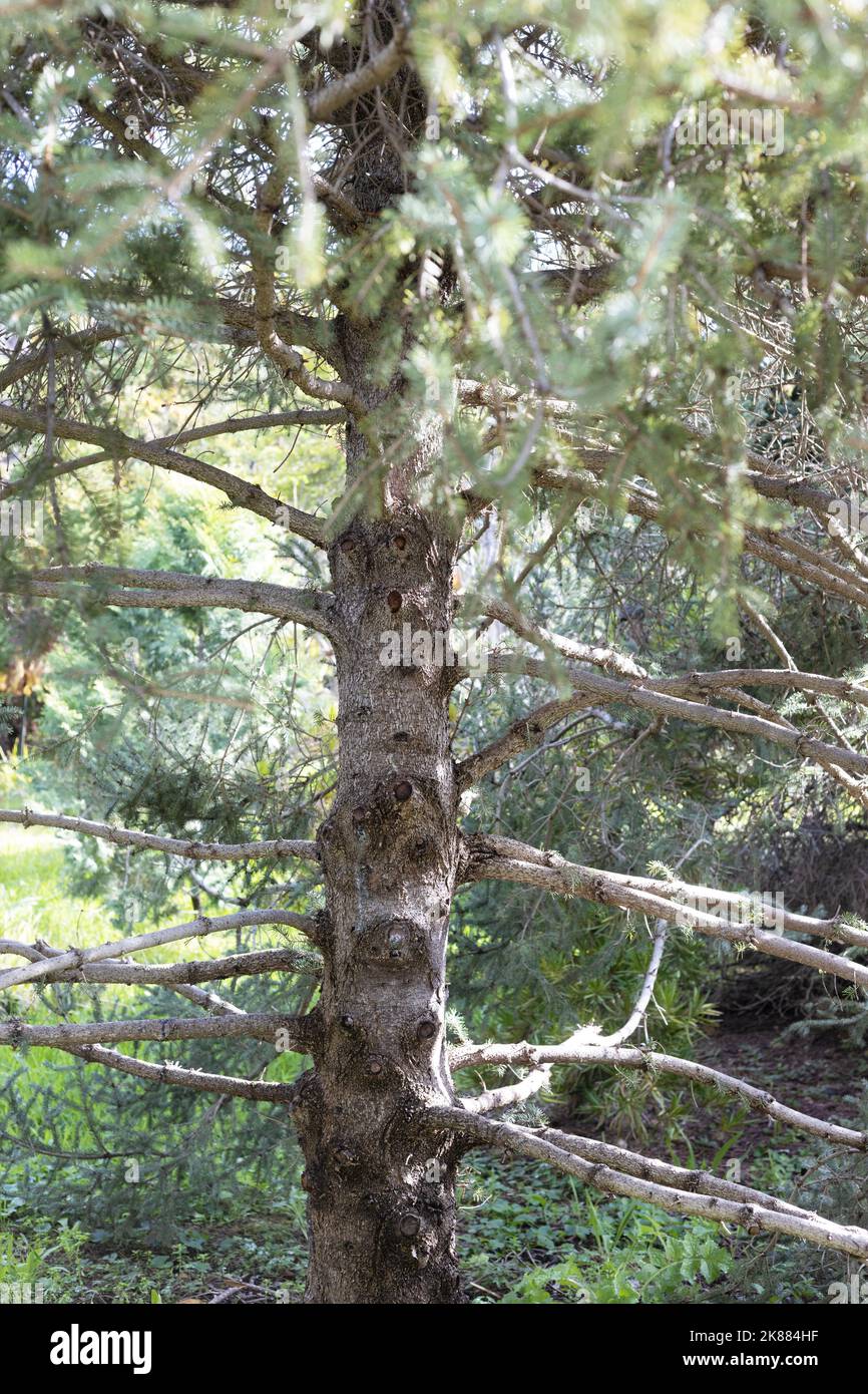 Picea likiangensis - lijiang spruce tree. Stock Photo