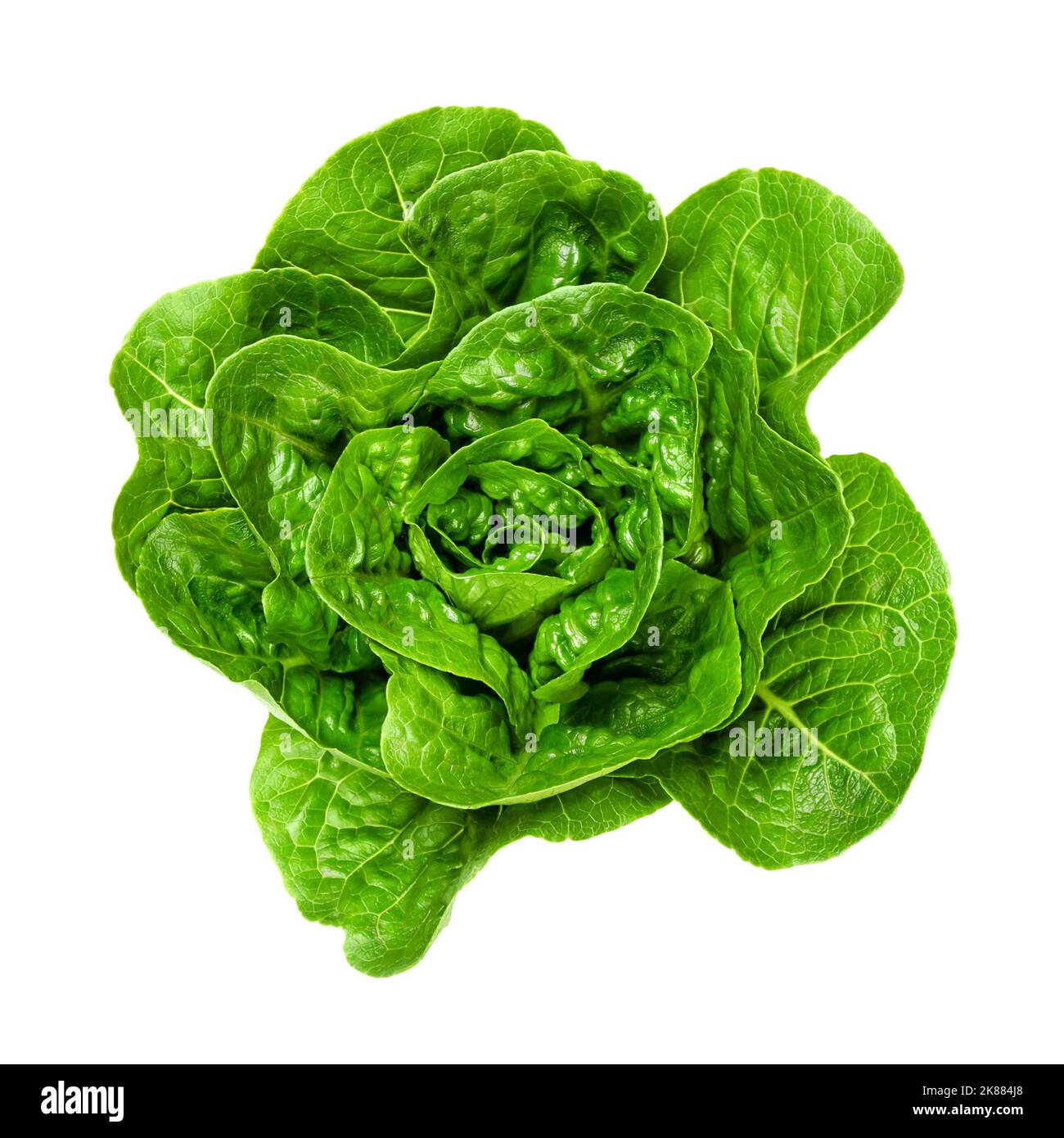 Fresh and green Romaine lettuce heart, from above. Also cos lettuce, a tall lettuce head of sturdy dark green leaves with firm ribs down the center. Stock Photo